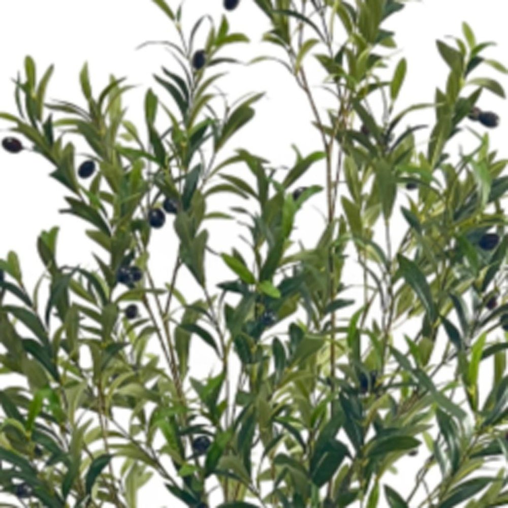 Green Artificial Olive Tree in Cylindrical Black Pot - 71-inch